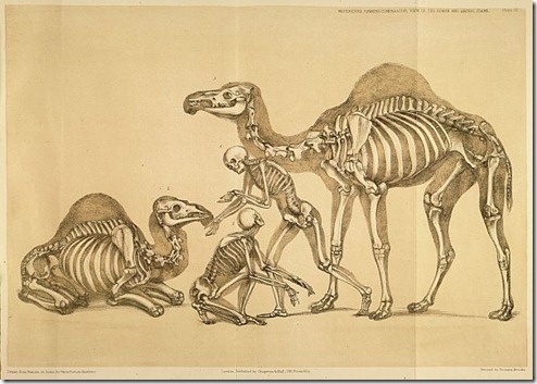 A Comparative View of the Human and Animal Frame by Benjamin Waterhouse Hawkins, 1860
