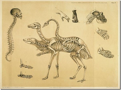 A Comparative View of the Human and Animal Frame by Benjamin Waterhouse Hawkins, 1860